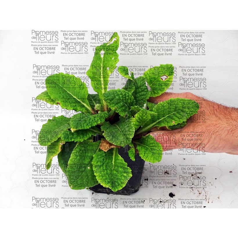 Voorbeeld van een exemplaar van Primula polyantha Tie Dye - Sleutelbloem Kweekpotje van 8/9 cm zoals geleverd