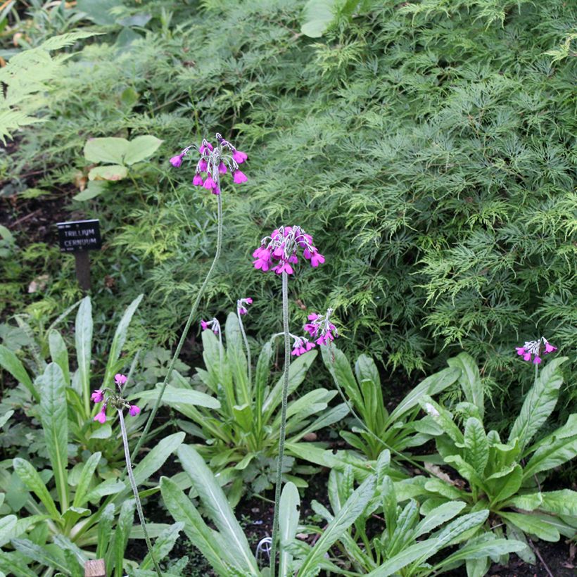 Primula secundiflora - Sleutelbloem (Groeiplaats)