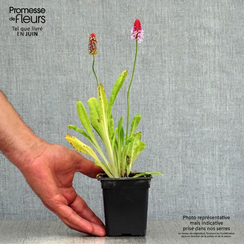 Exemplaar van Primula vialii - Orchideeprimula Kweekpotje van 7/8 cm zoals geleverd in de zomer