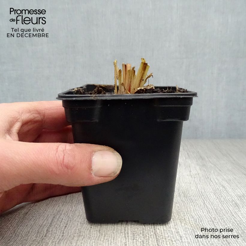 Example of Primevère - Primula vialii Kweekpotje van 7/8 cm as you get in hiver