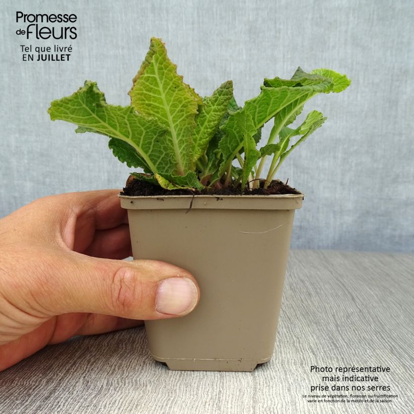 Exemplaar van Primula Strong Beer - Stengelloze sleutelbloem Kweekpotje van 8/9 cm zoals geleverd in de zomer