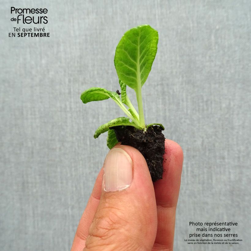 Exemplaar van Primula Scentsation Red Cream - Stengelloze sleutelbloem Mini-mot Ø 1,5/2,5 cm zoals geleverd in de herfst