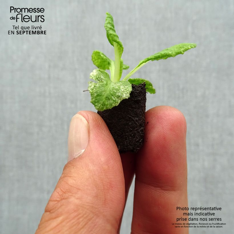 Exemplaar van Primula Scentsation Yellow Cream - Stengelloze sleutelbloem Mini-mot Ø 1,5/2,5 cm zoals geleverd in de herfst