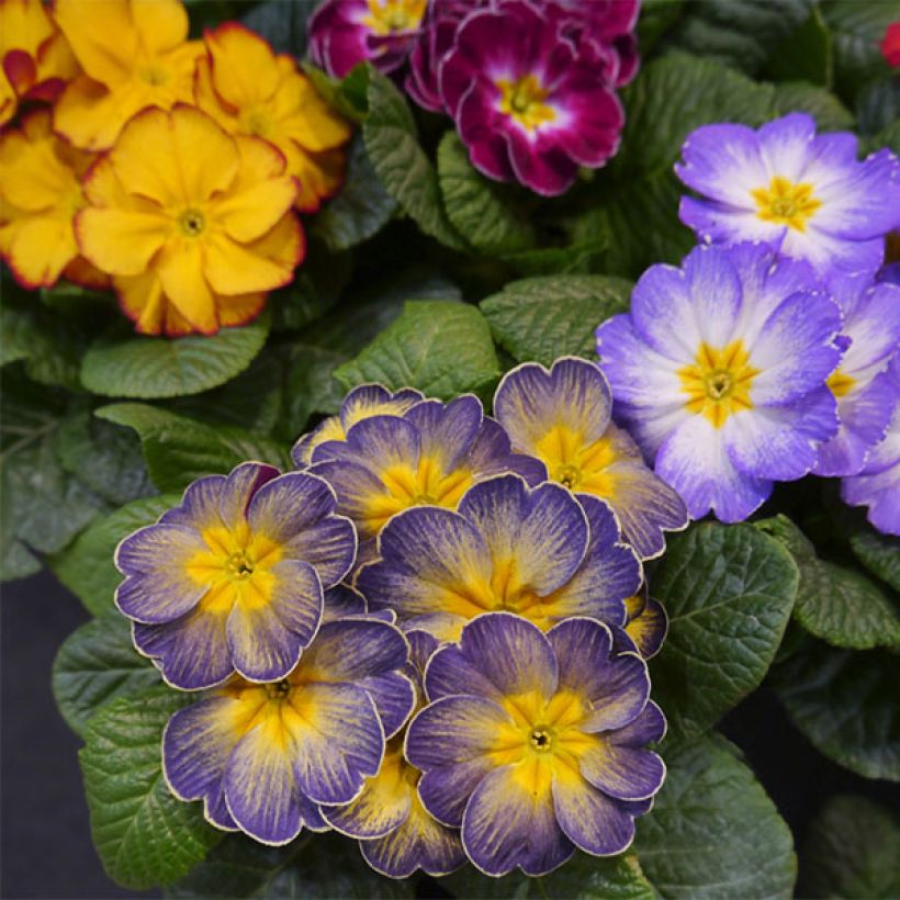 Primula F1 Starflame Mix - Stengelloze sleutelbloem (Bloei)