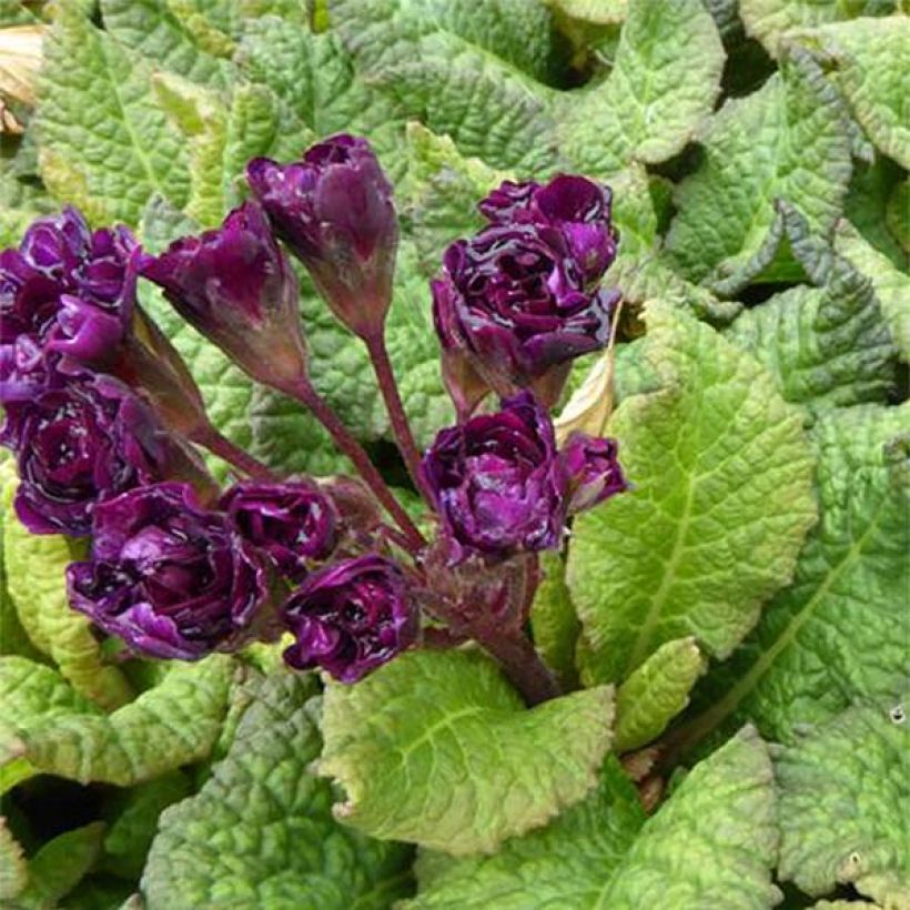 Primula Strong Beer - Stengelloze sleutelbloem (Bloei)