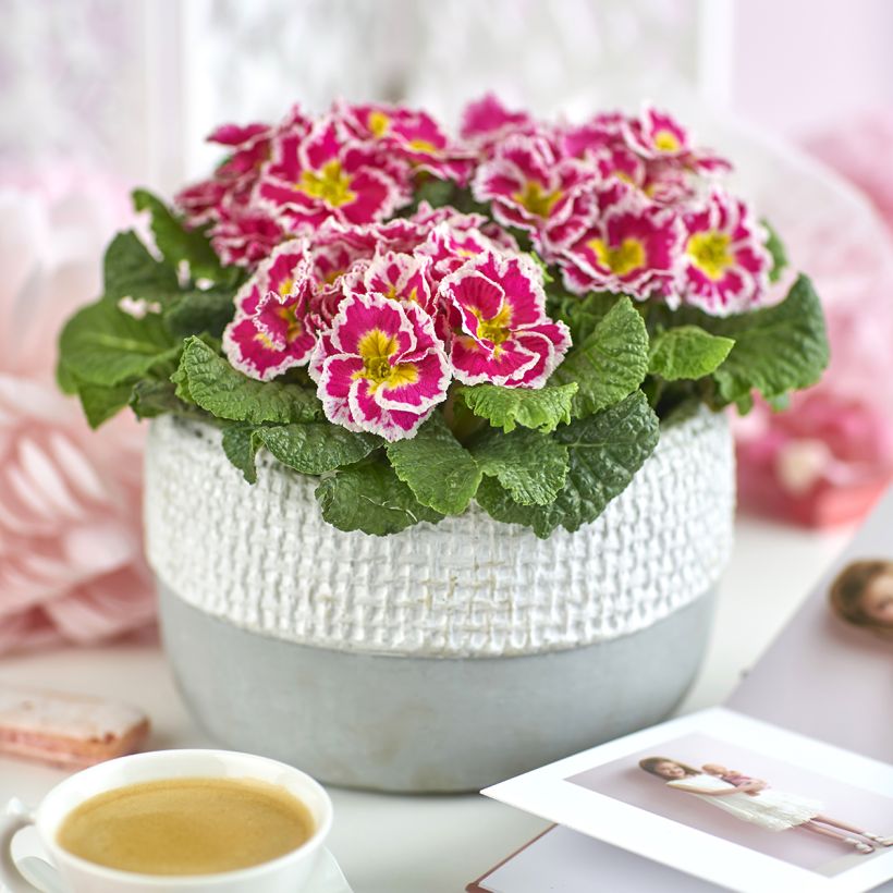 Primula Sweetie - Stengelloze sleutelbloem (Groeiplaats)