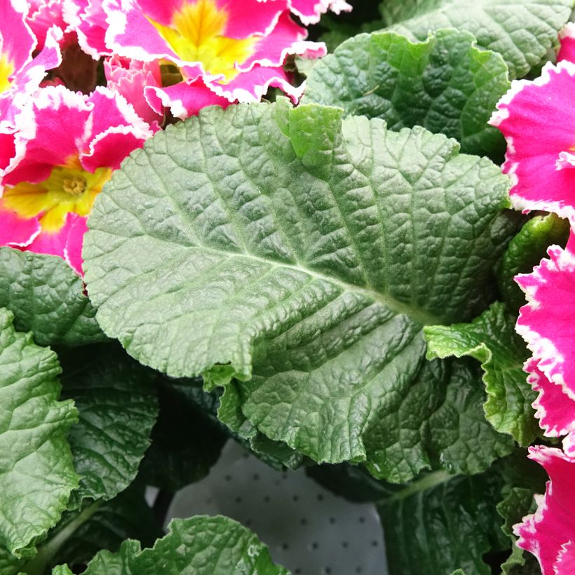 Primula Sweetie - Stengelloze sleutelbloem (Blad)