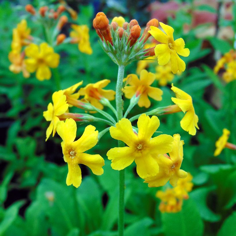 Primula bulleyana - Etage Sleutelbloem (Flowering)