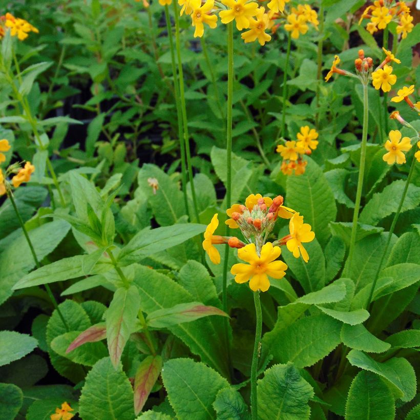 Primula bulleyana - Etage Sleutelbloem (Plant habit)