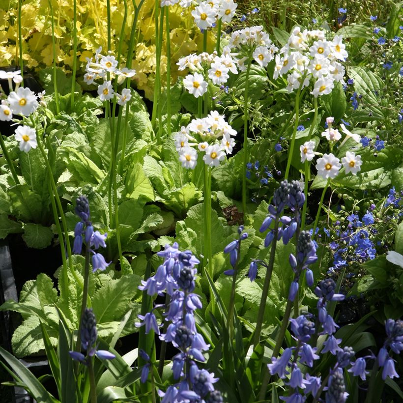 Primula japonica Alba - Japanse sleutelbloem (Groeiplaats)