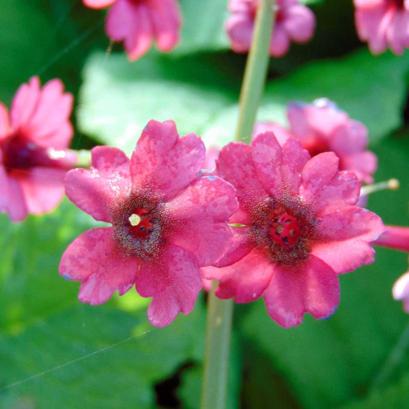 Primula japonica Millers Crimson - Japanse sleutelbloem (Flowering)