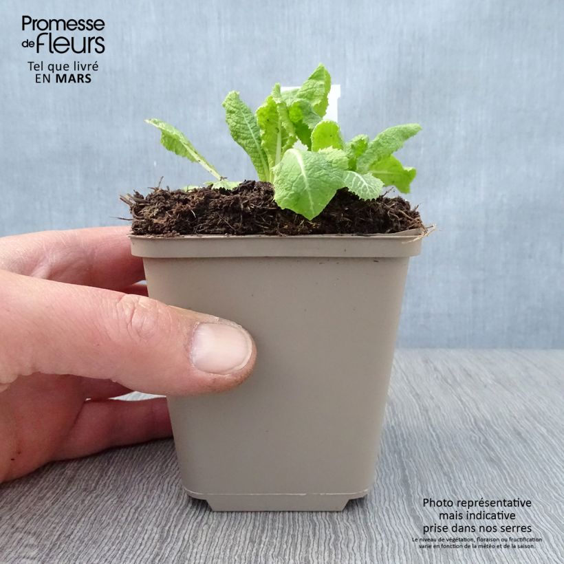 Exemplaar van Primula pulverulenta - Sleutelbloem Kweekpotje van 8/9 cm zoals geleverd in de lente