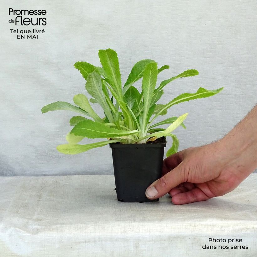 Exemplaar van Primula capitata mooreana - Sleutelbloem Kweekpotje van 8/9 cm zoals geleverd in de lente