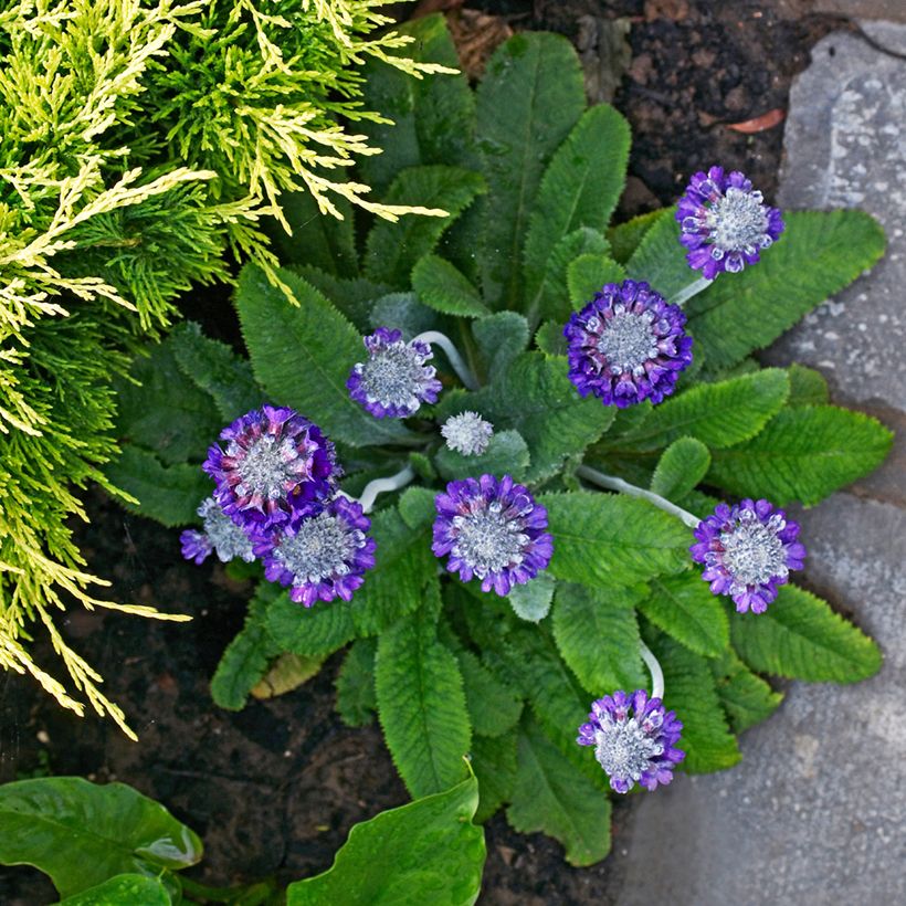Primula capitata mooreana - Sleutelbloem (Groeiplaats)