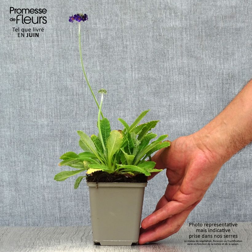 Exemplaar van Primula capitata mooreana - Sleutelbloem Kweekpotje van 8/9 cm zoals geleverd in de zomer