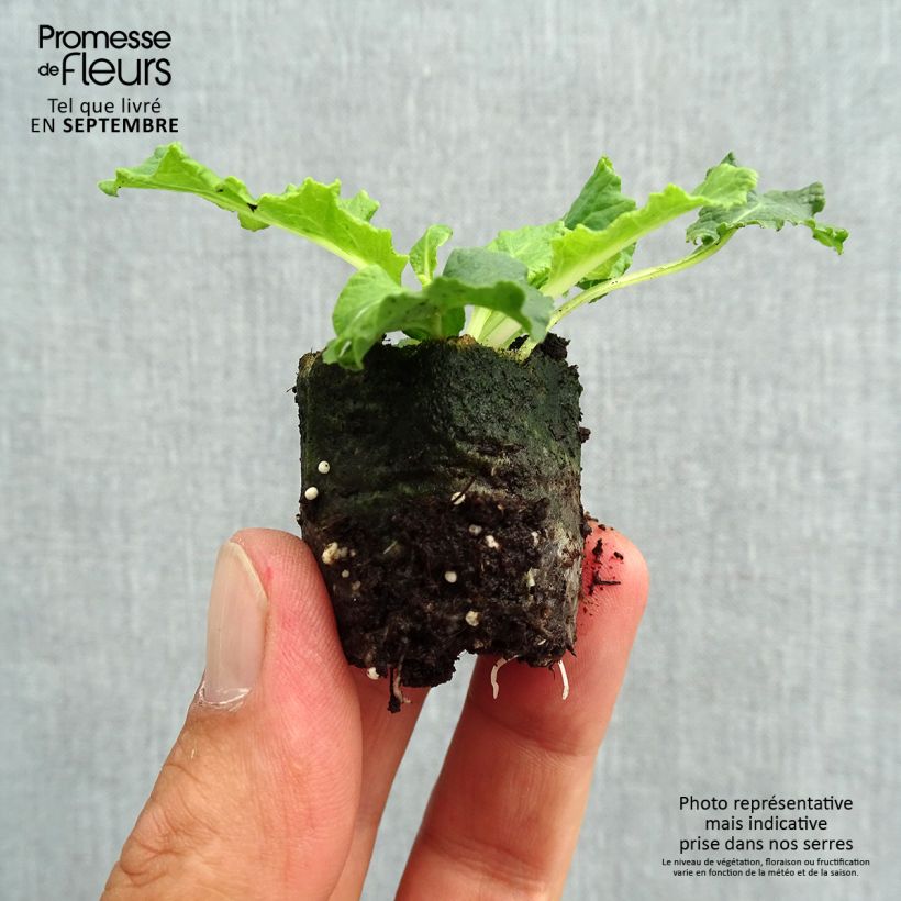 Exemplaar van Primula Belarina Amethyst Ice - Stengelloze sleutelbloem Mini-mot Ø 3/4 cm zoals geleverd in de herfst