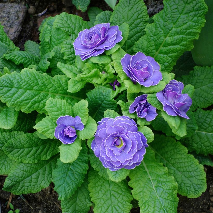 Primula Belarina Amethyst Ice - Stengelloze sleutelbloem (Groeiplaats)