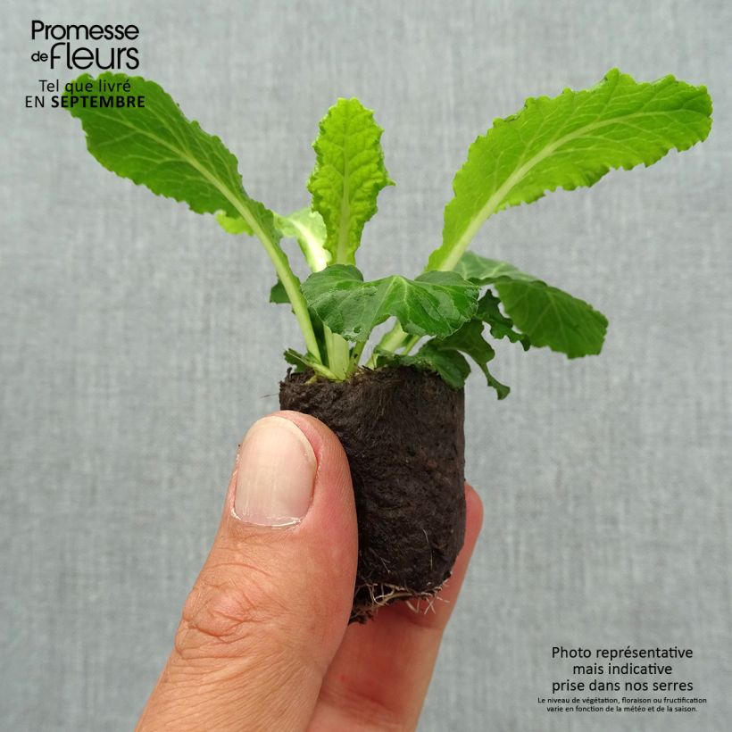 Exemplaar van Primula Belarina Baltic Blue - Stengelloze sleutelbloem Mini-mot Ø 3/4 cm zoals geleverd in de herfst