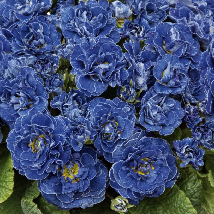 Primula Belarina Baltic Blue - Stengelloze sleutelbloem (Bloei)
