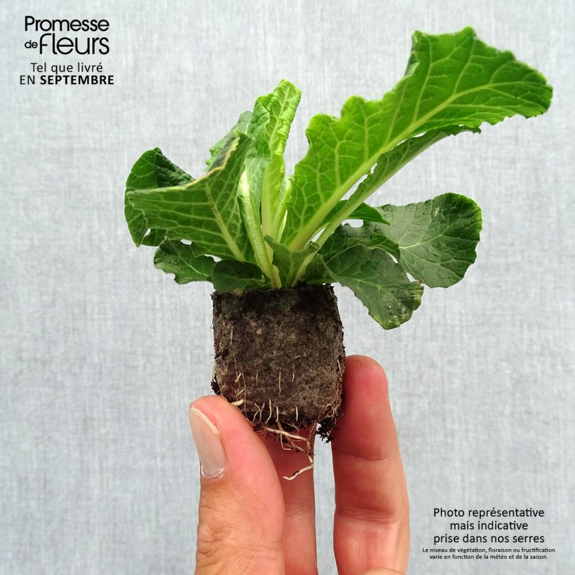 Exemplaar van Primula Belarina Beaujolais - Stengelloze sleutelbloem Mini-mot Ø 3/4 cm zoals geleverd in de herfst