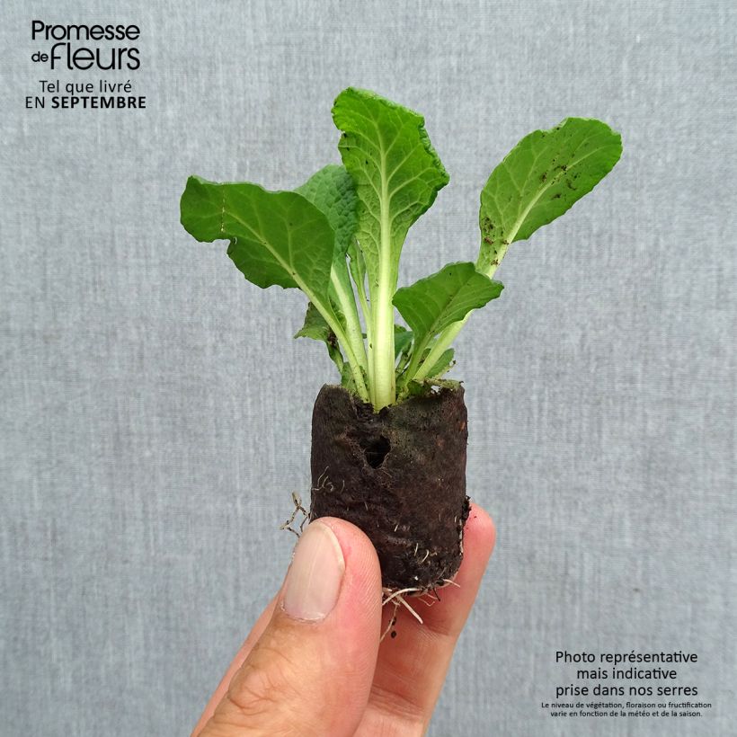 Exemplaar van Primula Belarina Carmen - Stengelloze sleutelbloem Mini-mot Ø 3/4 cm zoals geleverd in de herfst