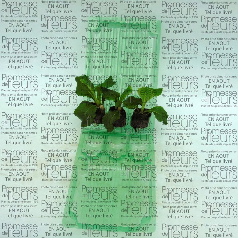 Voorbeeld van een exemplaar van Primula Belarina Cobalt Blue - Stengelloze sleutelbloem Mini-mot Ø 3/4 cm zoals geleverd