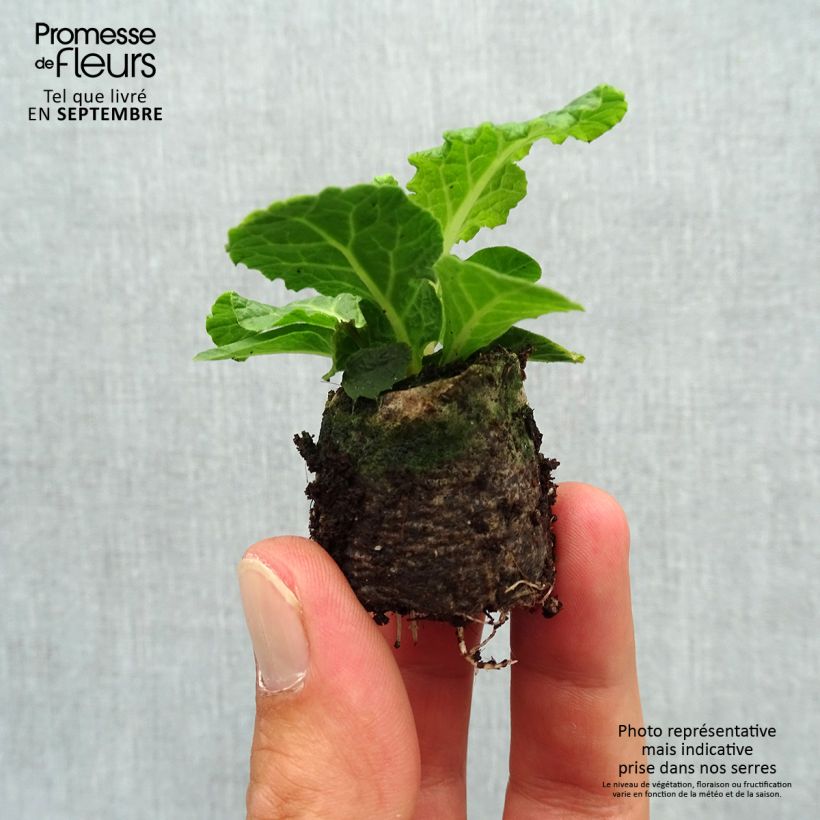 Exemplaar van Primula Belarina Pink Champagne - Stengelloze sleutelbloem Mini-mot Ø 3/4 cm zoals geleverd in de herfst