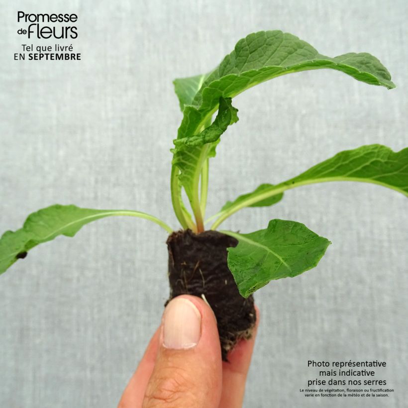 Exemplaar van Primula Belarina Pink Ice - Stengelloze sleutelbloem Mini-mot Ø 3/4 cm zoals geleverd in de herfst