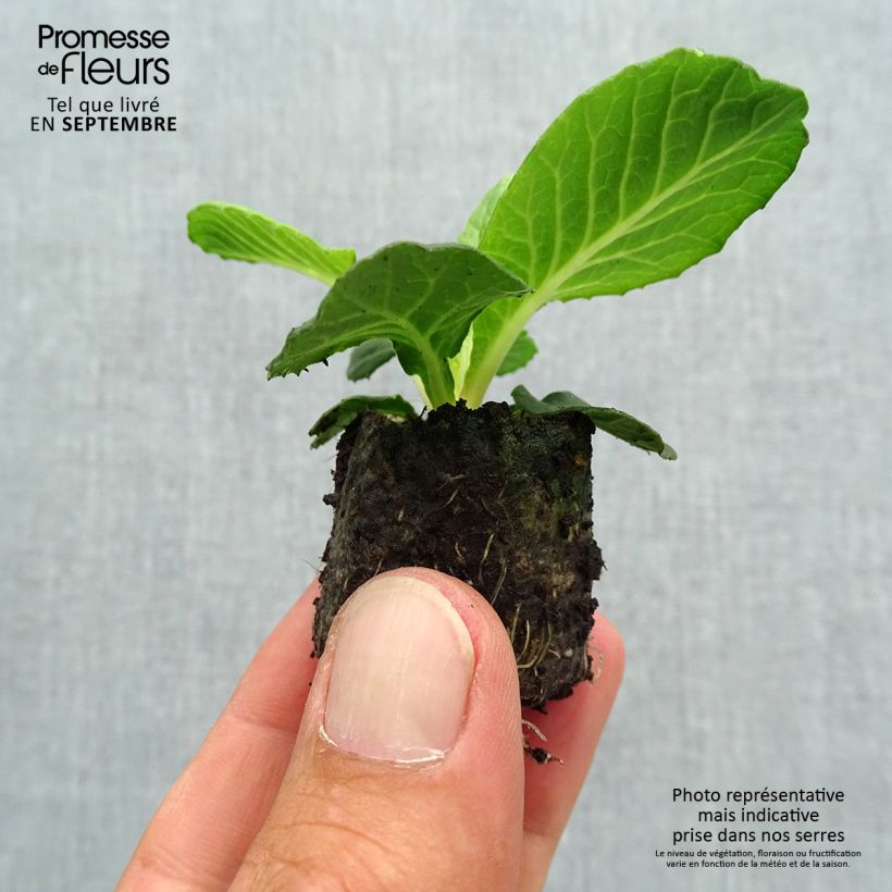 Exemplaar van Primula Belarina Purple Dawn - Stengelloze sleutelbloem Mini-mot Ø 3/4 cm zoals geleverd in de herfst