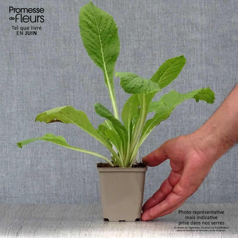 Exemplaar van Primula japonica Apple Blossom - Japanse sleutelbloem Kweekpotje van 8/9 cm zoals geleverd in de zomer