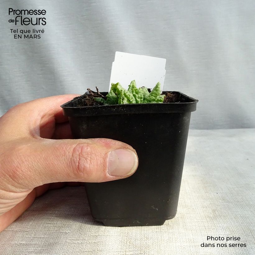 Exemplaar van Primula japonica Millers Crimson - Japanse sleutelbloem Kweekpotje van 8/9 cm zoals geleverd in de lente