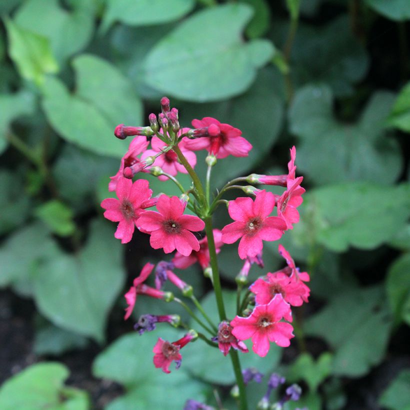Primula japonica Millers Crimson - Japanse sleutelbloem (Bloei)