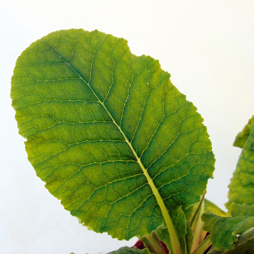 Primula elatior - Slanke sleutelbloem (Foliage)