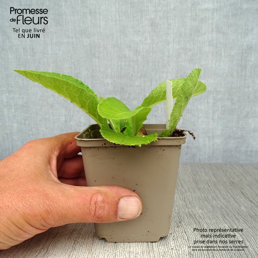 Exemplaar van Primula elatior - Slanke sleutelbloem Kweekpotje van 8/9 cm zoals geleverd in de zomer