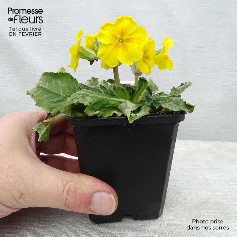 Example of Primula elatior - Slanke sleutelbloem Kweekpotje van 8/9 cm as you get in hiver