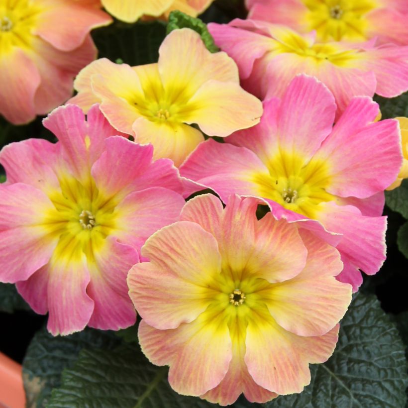 Primula hybrida Chameleon F1 (zaad) - Sleutelbloem (Bloei)