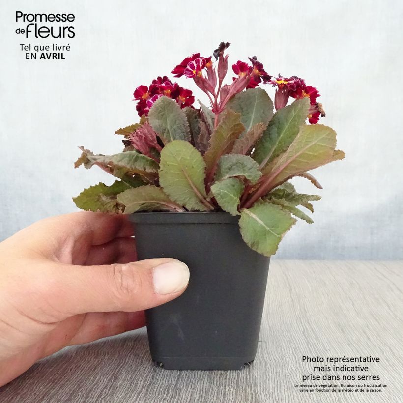 Exemplaar van Primula Dark Rosaleen - Sleutelbloem Kweekpotje van 8/9 cm zoals geleverd in de lente