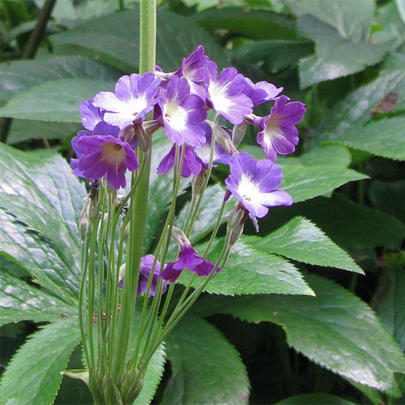 Primula alpicola violacea - Sleutelbloem (Bloei)
