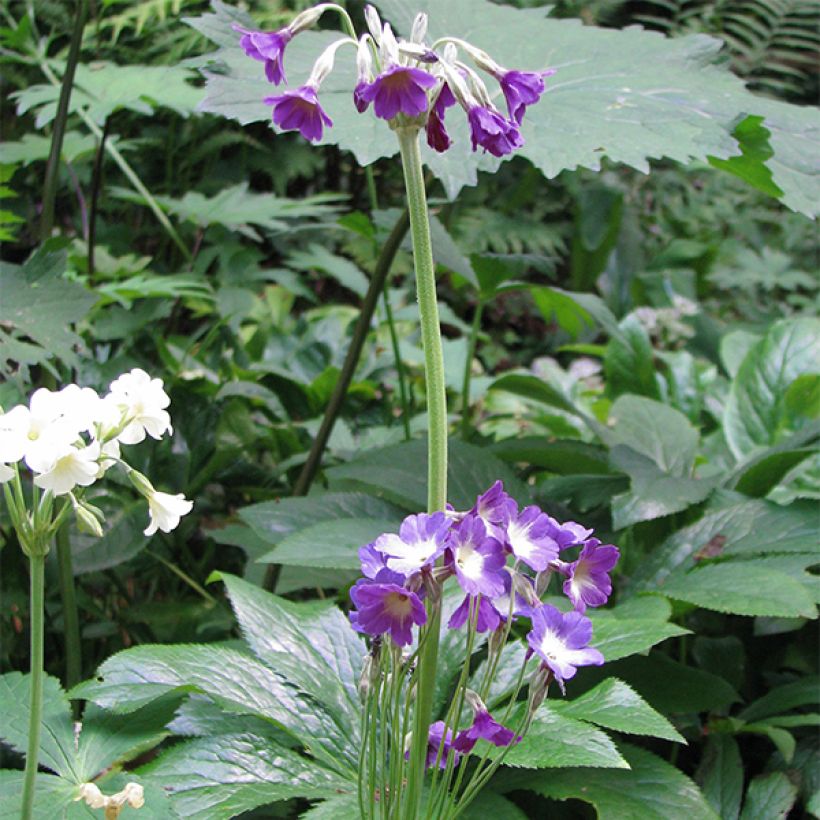 Primula alpicola violacea - Sleutelbloem (Groeiplaats)