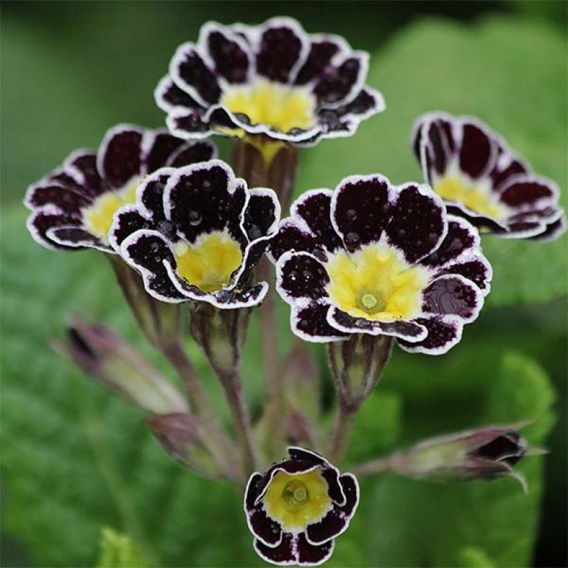 Primula elatior Gold Lace Black - Slanke sleutelbloem (Bloei)