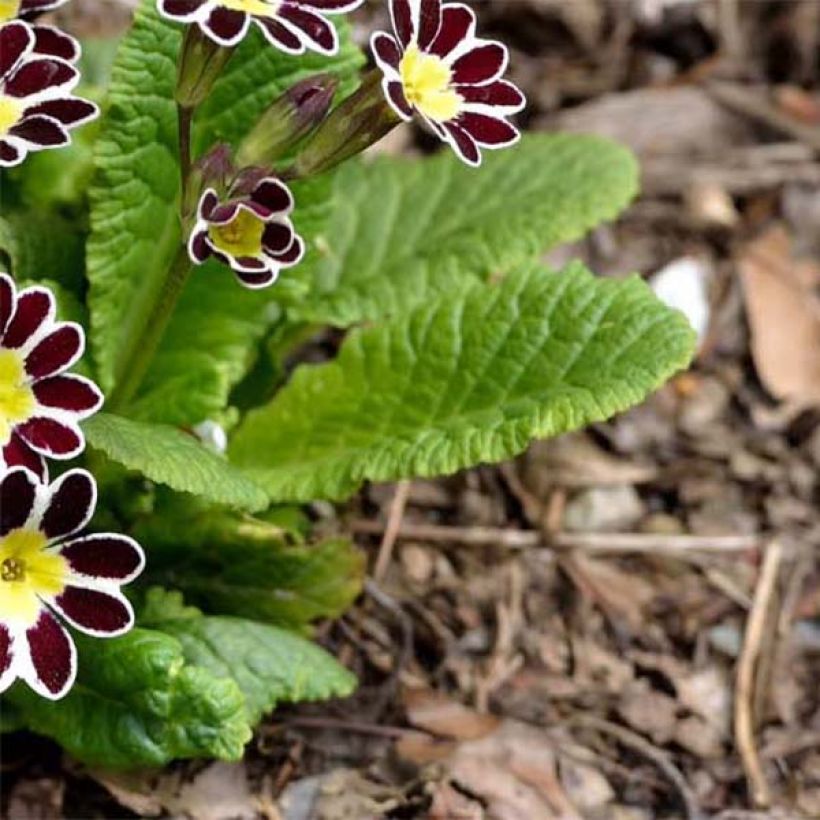 Primula elatior Silver Lace Black - Slanke sleutelbloem (Blad)