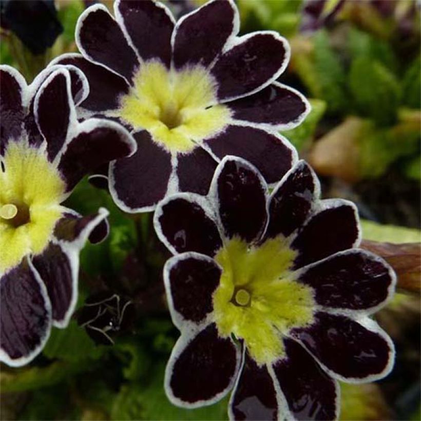 Primula elatior Silver Lace Black - Slanke sleutelbloem (Bloei)