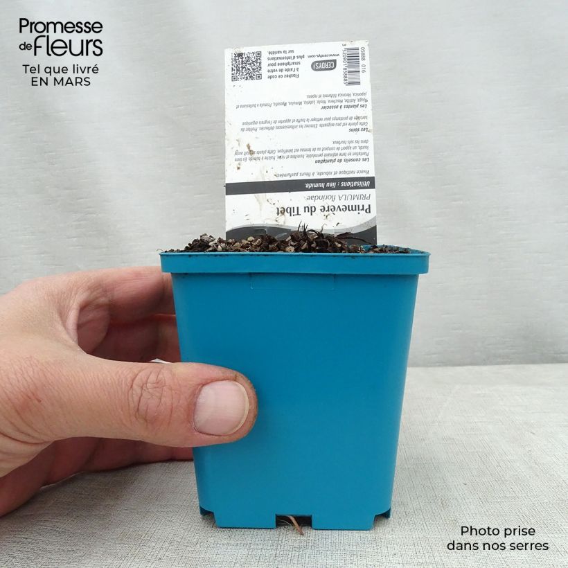 Exemplaar van Primula florindae - Sleutelbloem Kweekpotje van 8/9 cm zoals geleverd in de lente