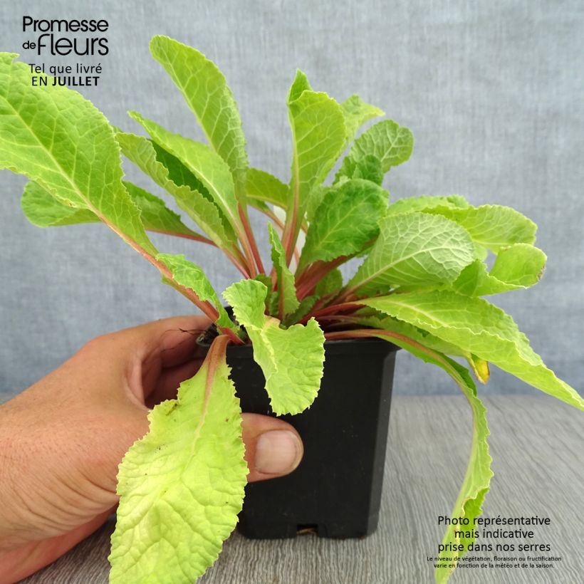 Exemplaar van Primula juliae Wanda - Sleutelbloem Kweekpotje van 8/9 cm zoals geleverd in de zomer