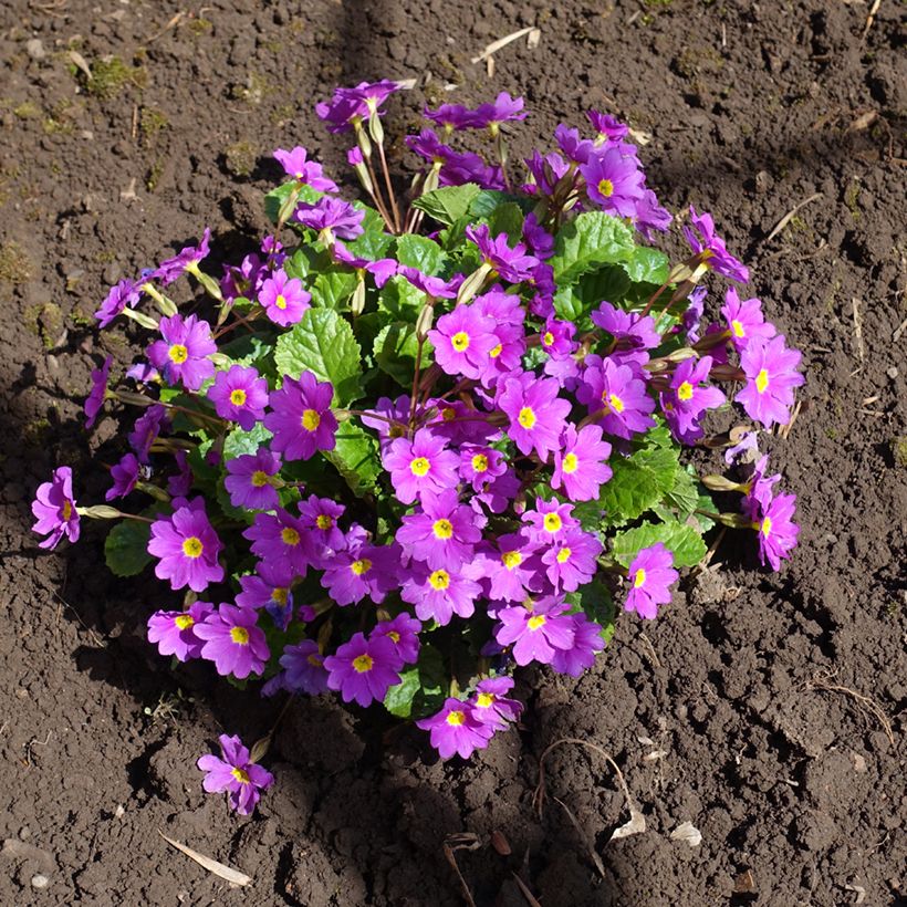 Primula juliae Wanda - Sleutelbloem (Groeiplaats)
