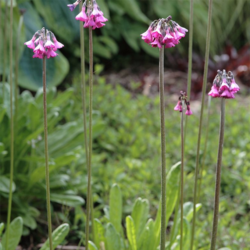 Primula secundiflora - Sleutelbloem (Groeiplaats)