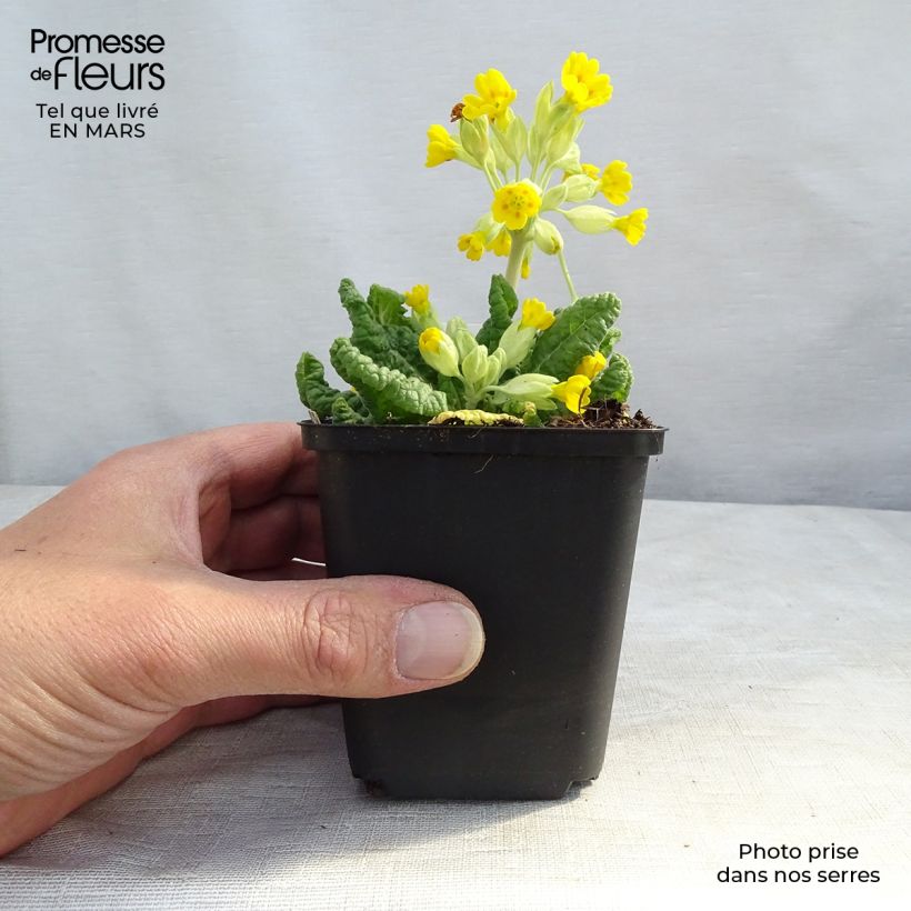 Exemplaar van Primula veris - Gulden sleutelbloem Kweekpotje van 8/9 cm zoals geleverd in de lente