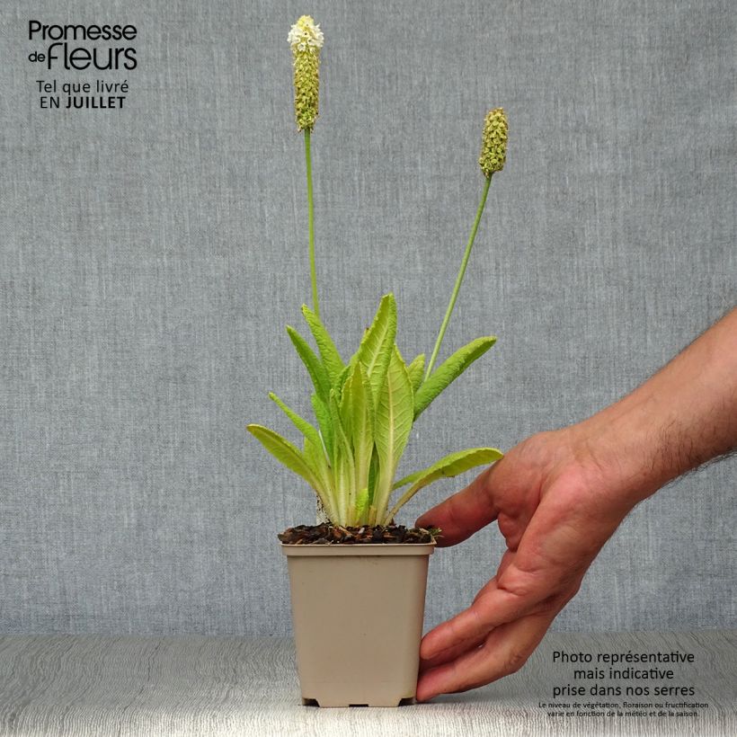 Exemplaar van Primula vialii Alison Holland - Orchideeprimula Kweekpotje van 8/9 cm zoals geleverd in de zomer
