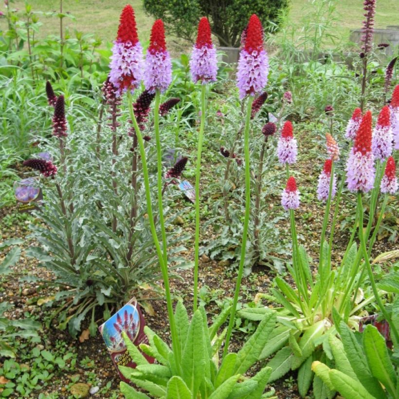 Primula vialii - Orchideeprimula (Plant habit)