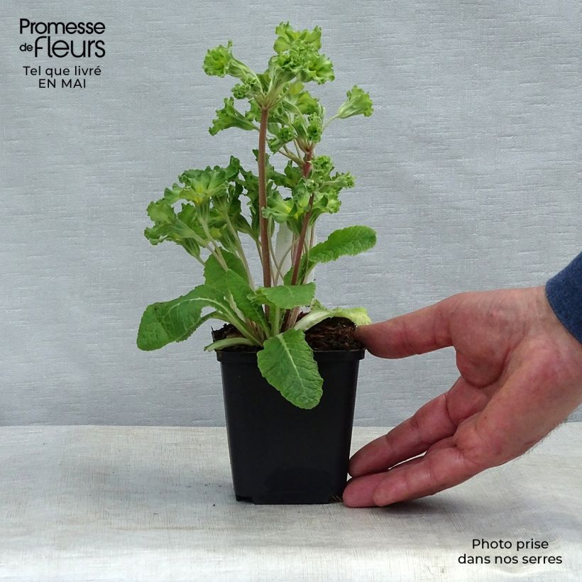 Exemplaar van Primula Francesca - Stengelloze sleutelbloem Kweekpotje van 8/9 cm zoals geleverd in de lente